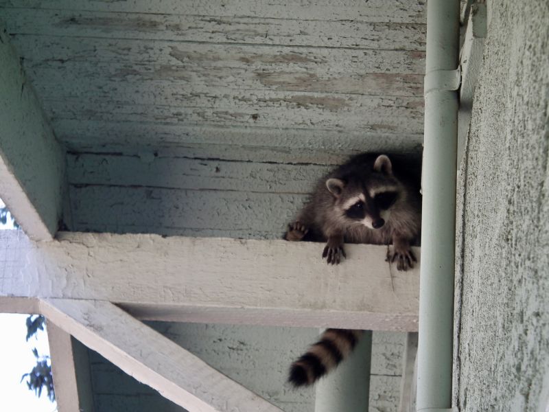 Attic Racoon Removal