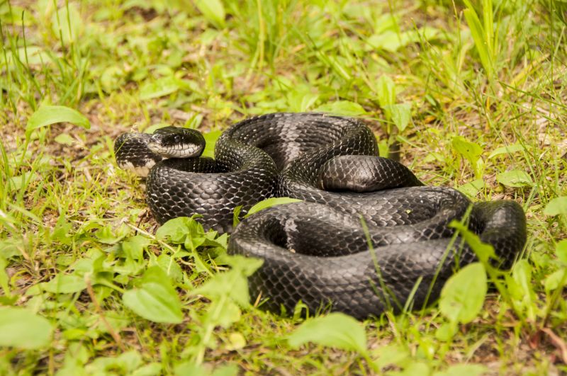 Identifying Dangerous Snakes On Residential Properties