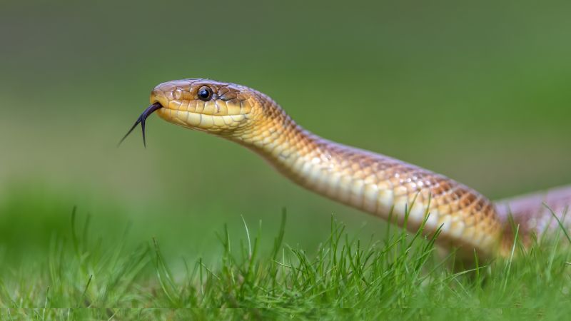 Humane Snake Relocation