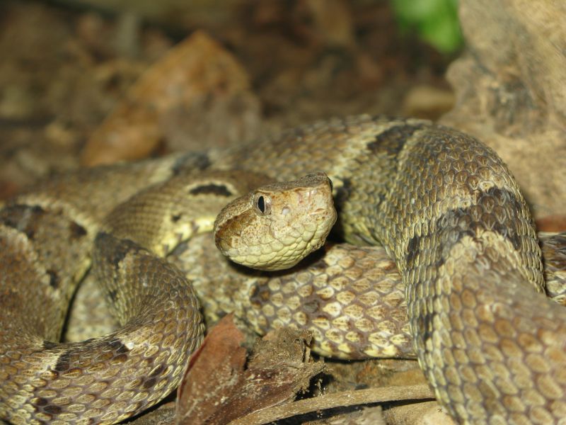 Snakes Near Your Property: What Attracts Them And When Removal Is Necessary