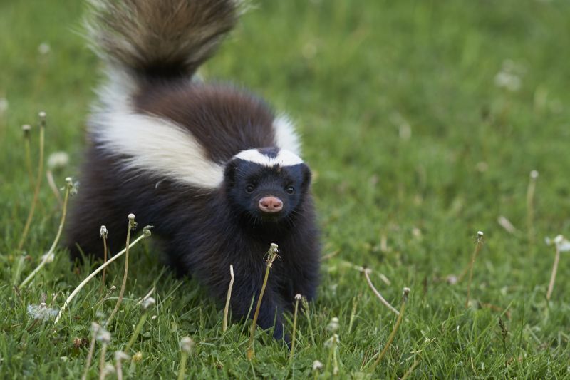 Skunk Burrows